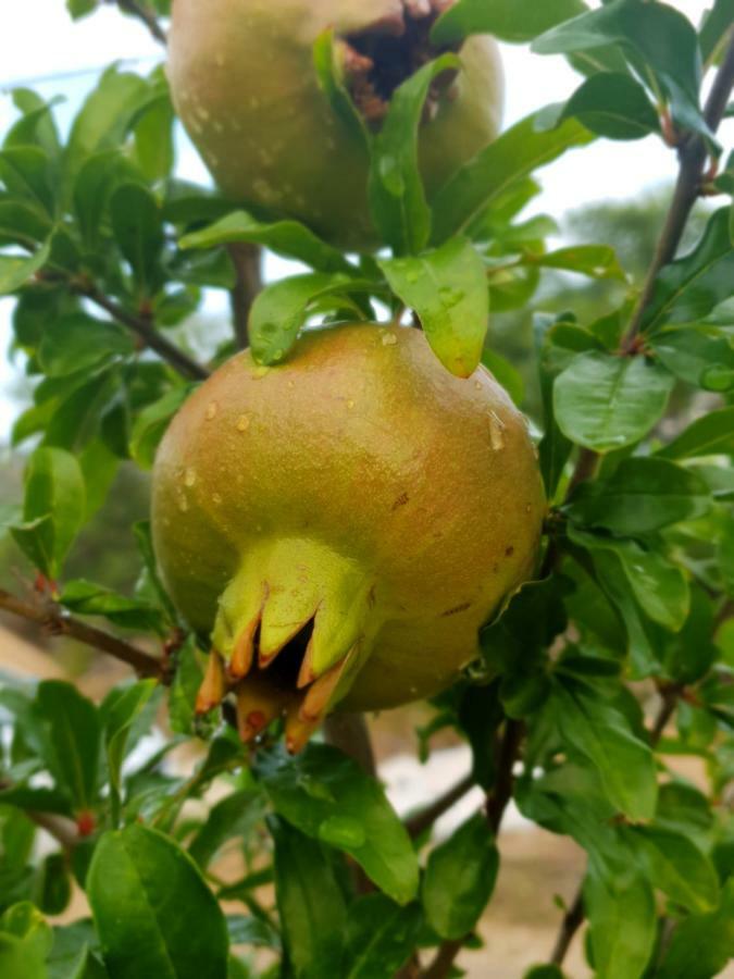 Kuca Za Odmor Mile Villa Drniš Kültér fotó